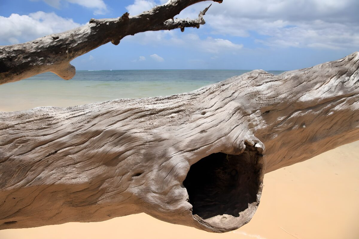 OCUK60895: Weathered Driftwood by the Shore