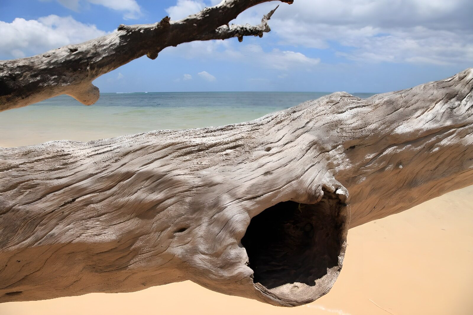 OCUK60895: Weathered Driftwood by the Shore