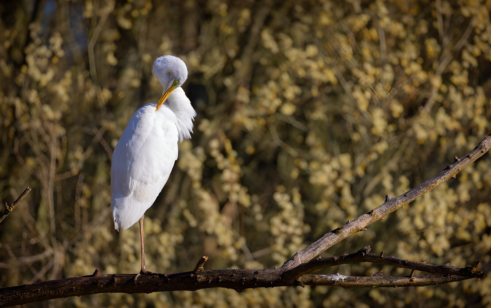 OCUK60816: Elegant Egret on a Branch