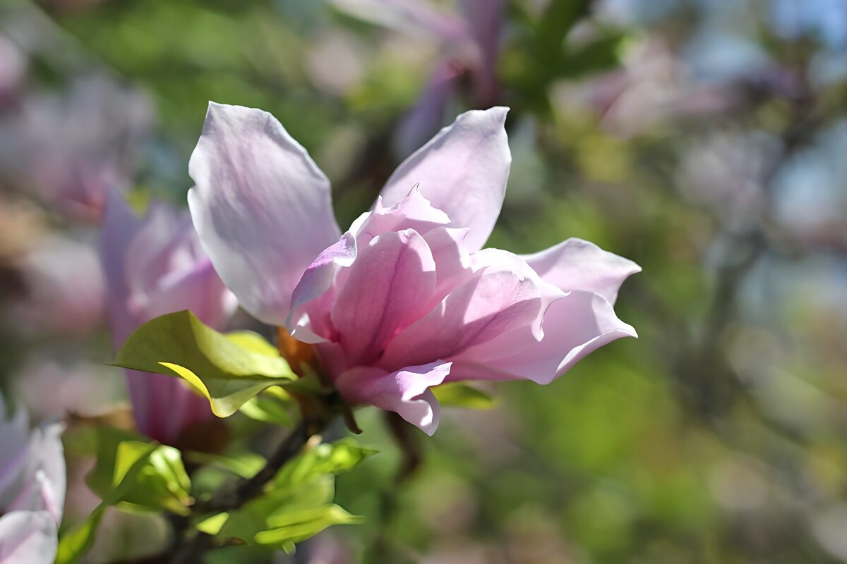 Delicate Pink Magnolia Blossom