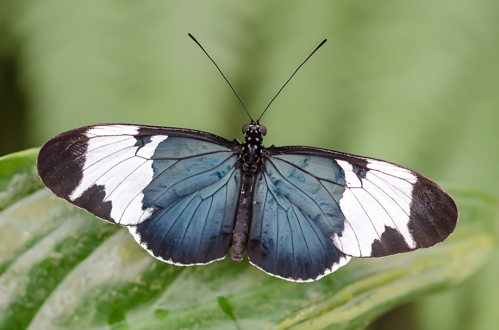 OCUK21393: Stunning Blue and White Butterfly