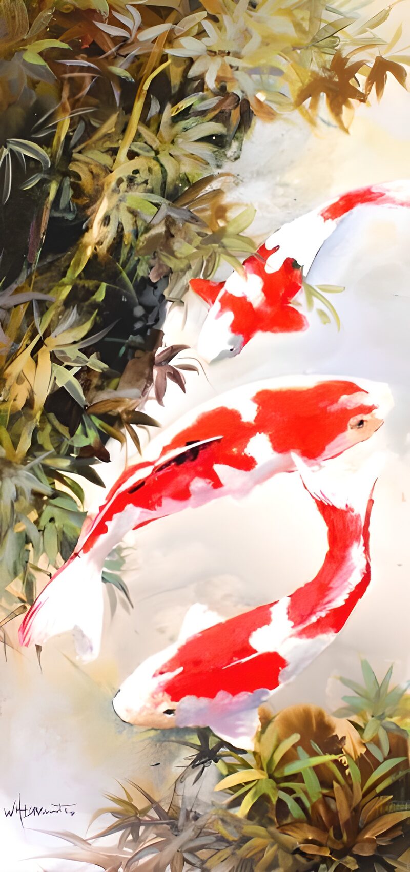 OCUK19184: Painted Koi carp 1