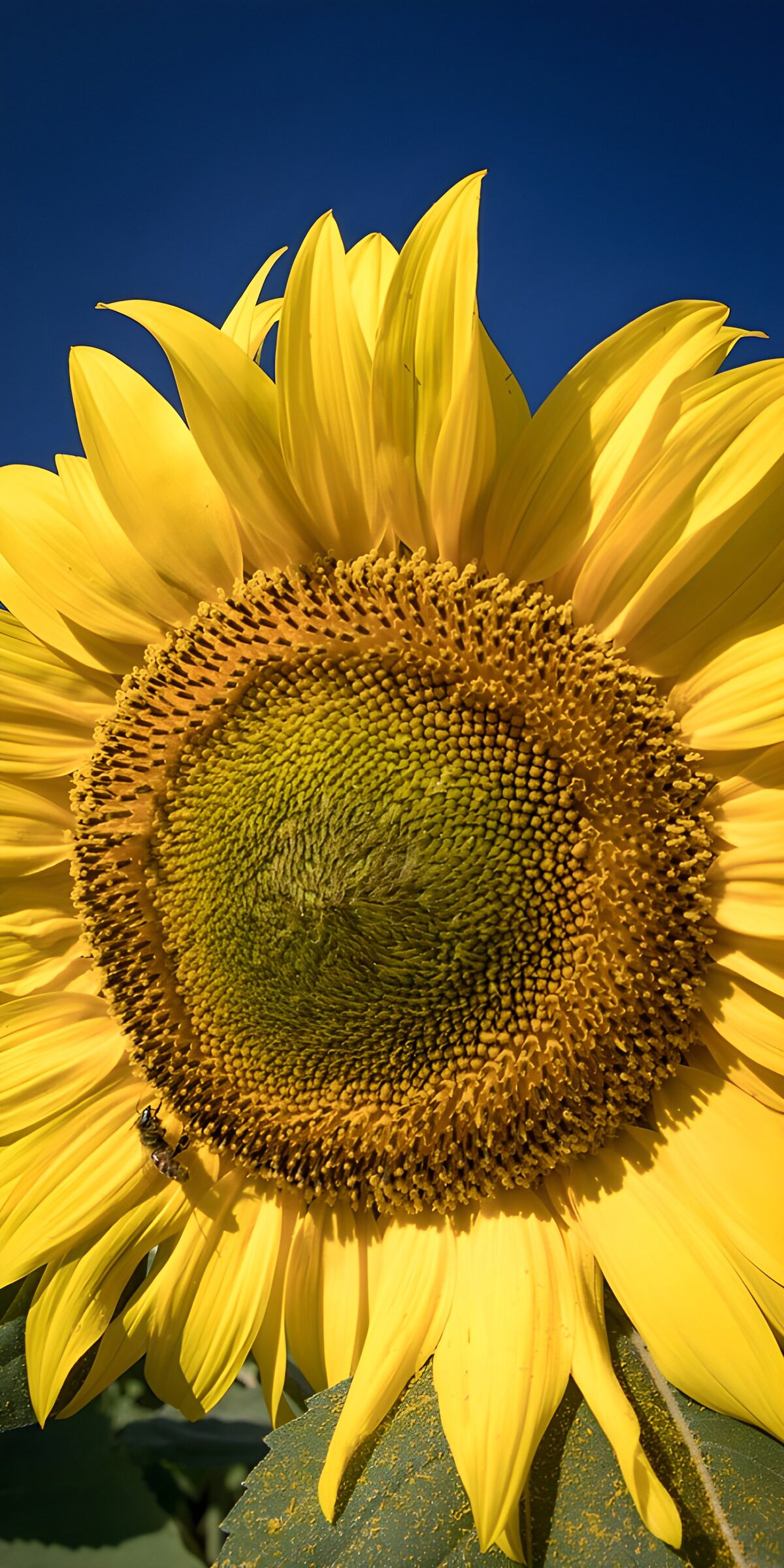 OCUK72388: Bright Sunflower Bloom