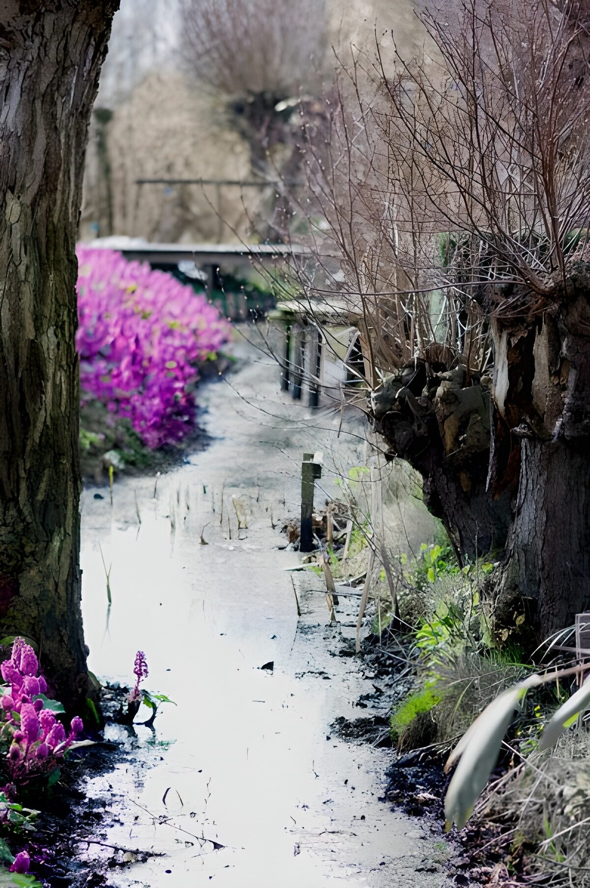 OCUK14441: Ditch with plants and willow tree