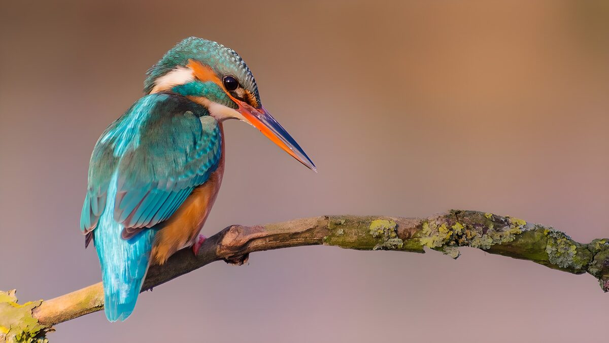Vibrant Kingfisher on a Branch