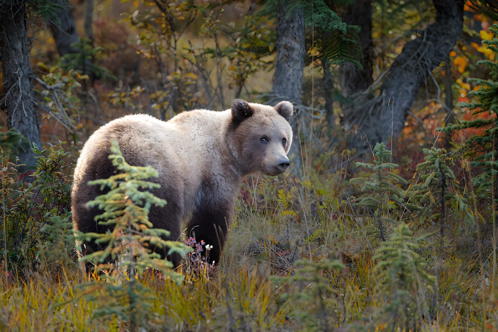 OCUK85866: Majestic Grizzly Bear in Autumn Woods