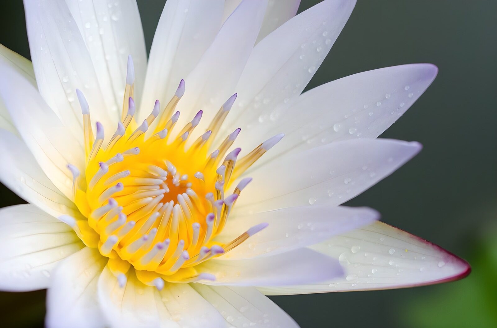 OCUK71973: Serenity of a Water Lily
