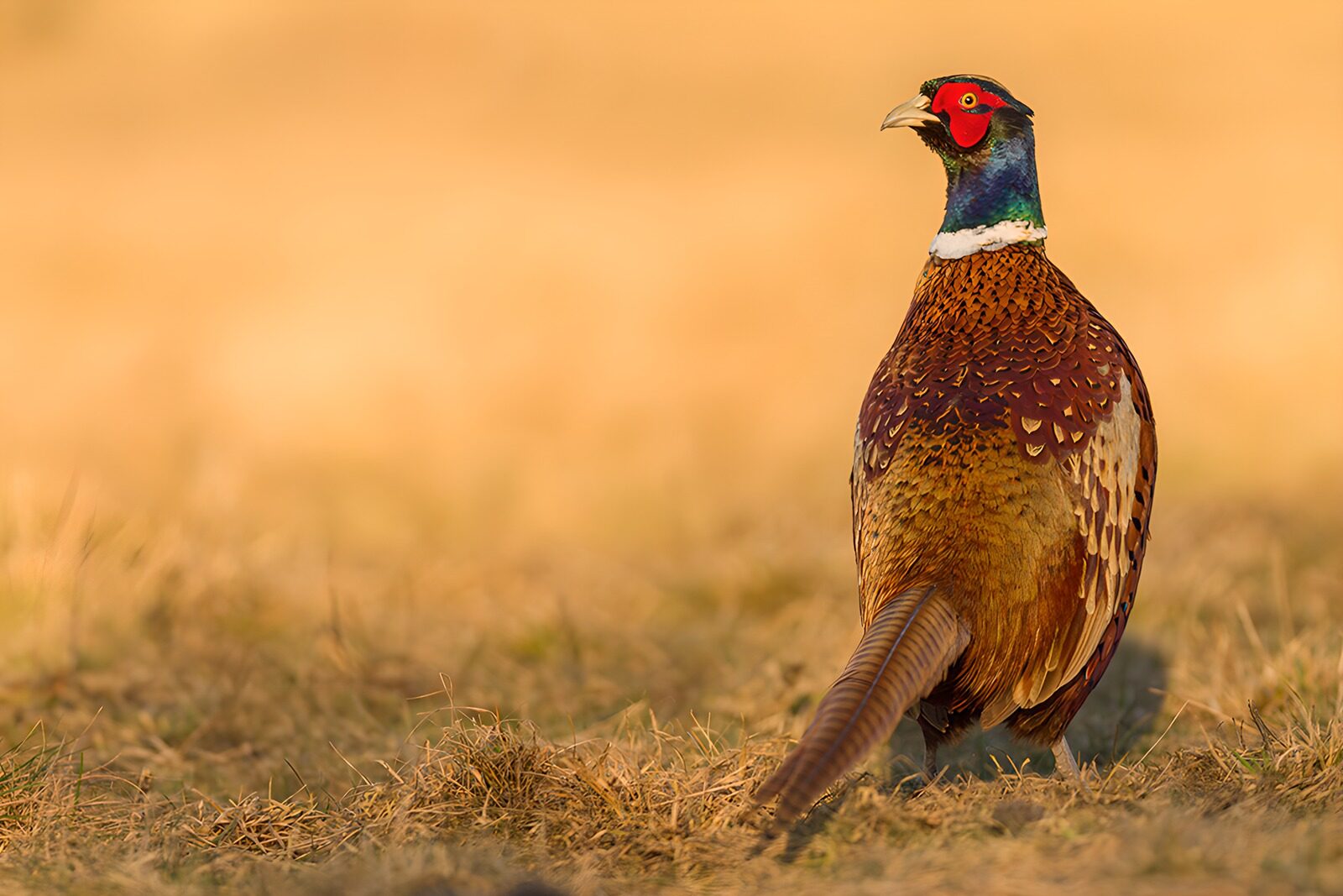 OCUK13053: Colorful Pheasant in Golden Light