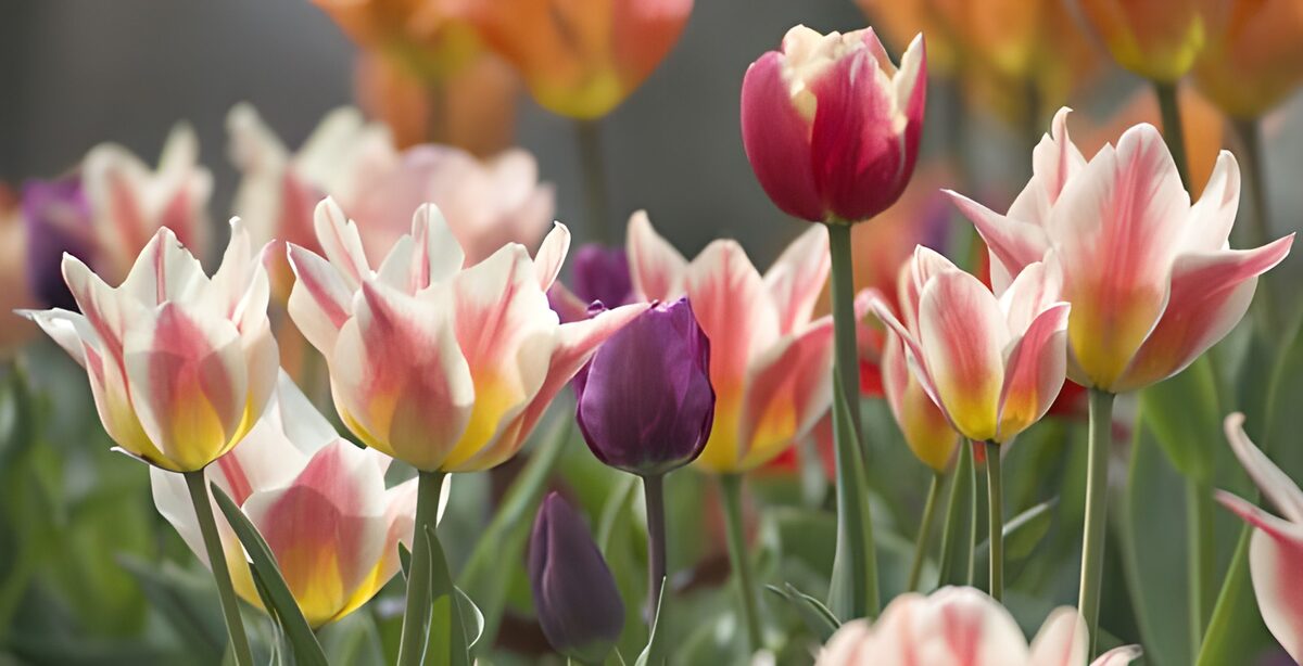 Flower photo 22