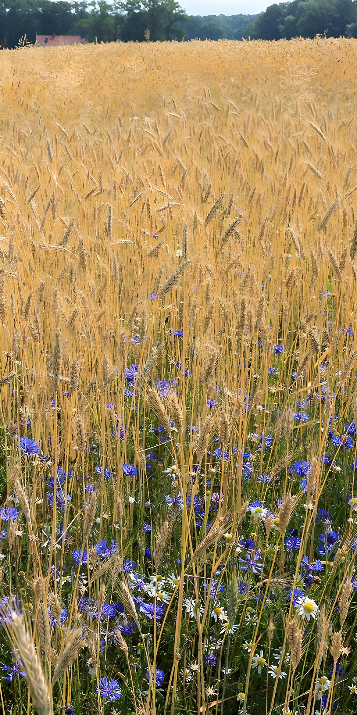 OCUK55104: Golden Wheat Field with Wildflowers