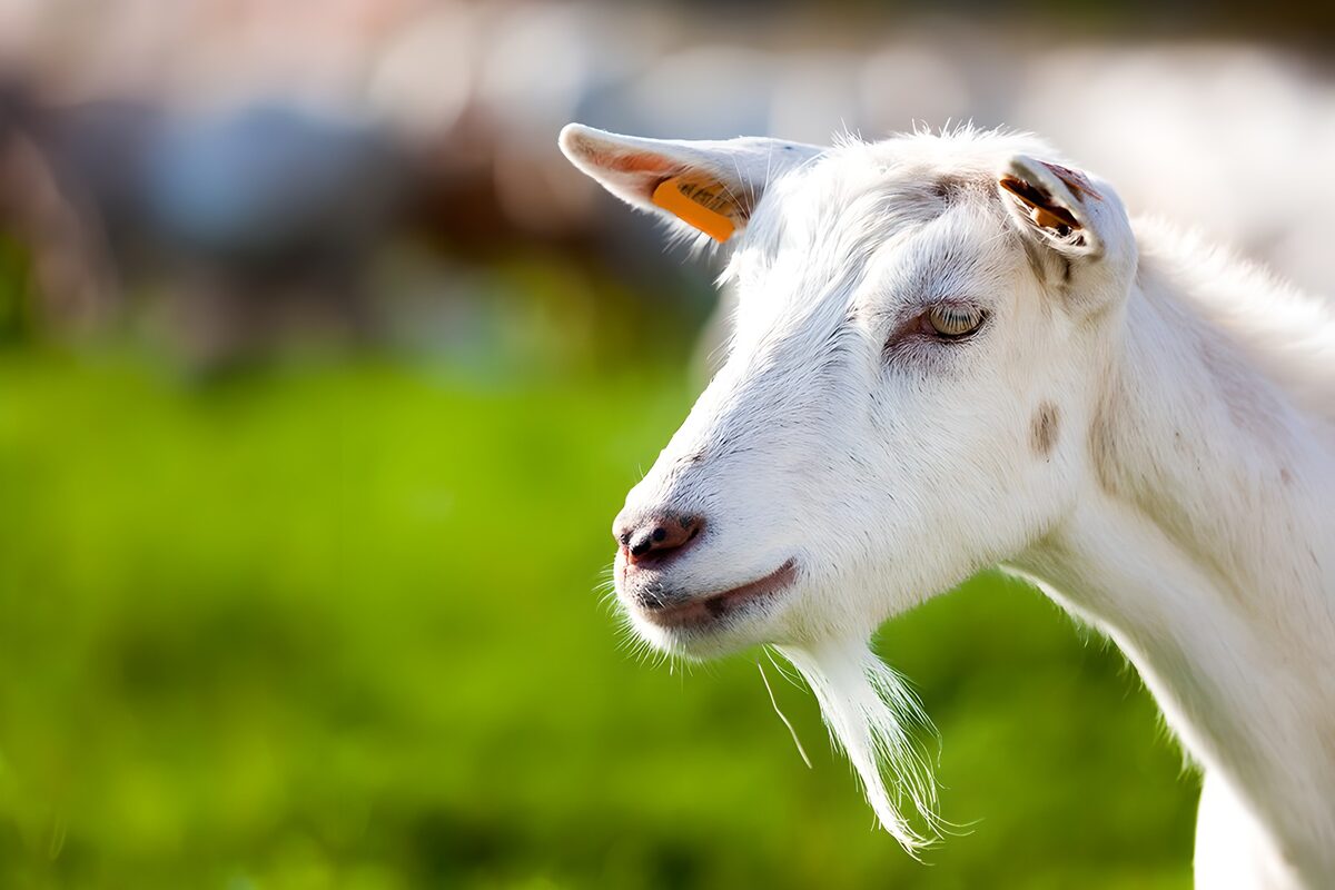 Curious White Goat in Green Pasture