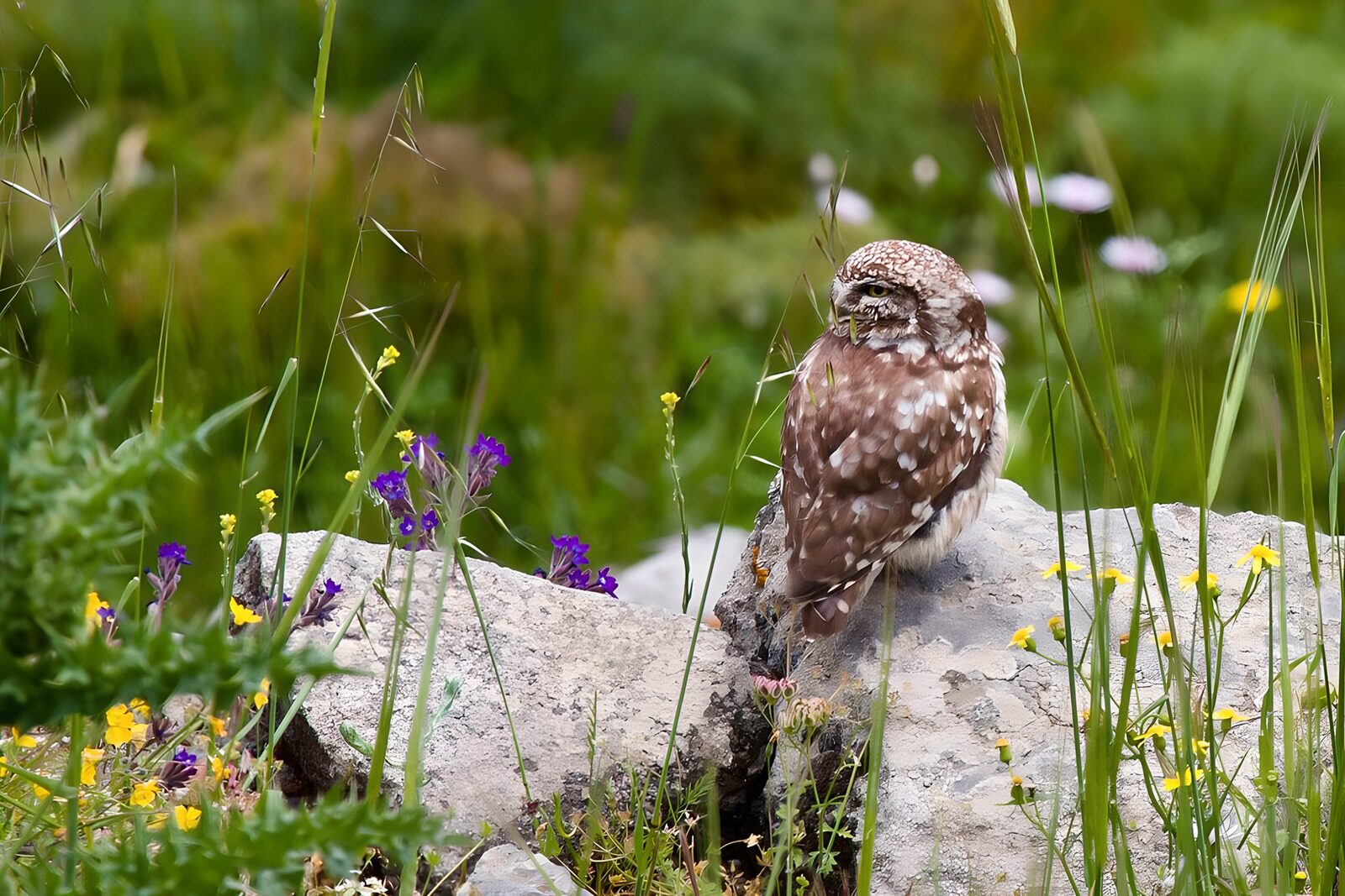 OCUK15764: Quiet Watcher in the Meadow