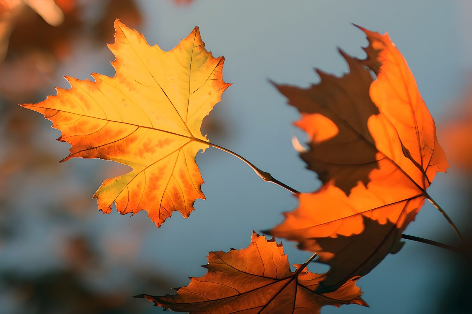 OCUK11136: Autumn's Golden Leaves