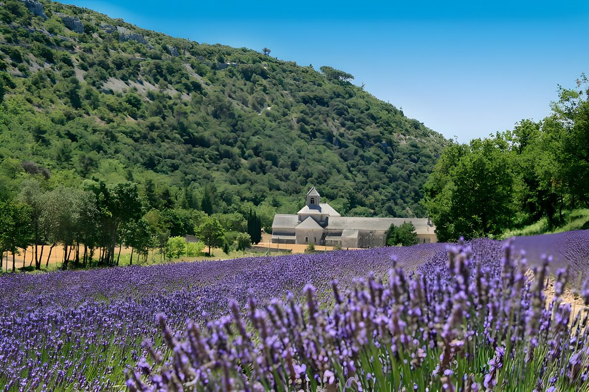 OCUK45207: Lavender fields 6