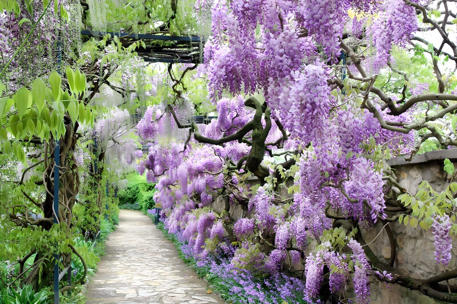 OCUK99038: Enchanted Wisteria Pathway