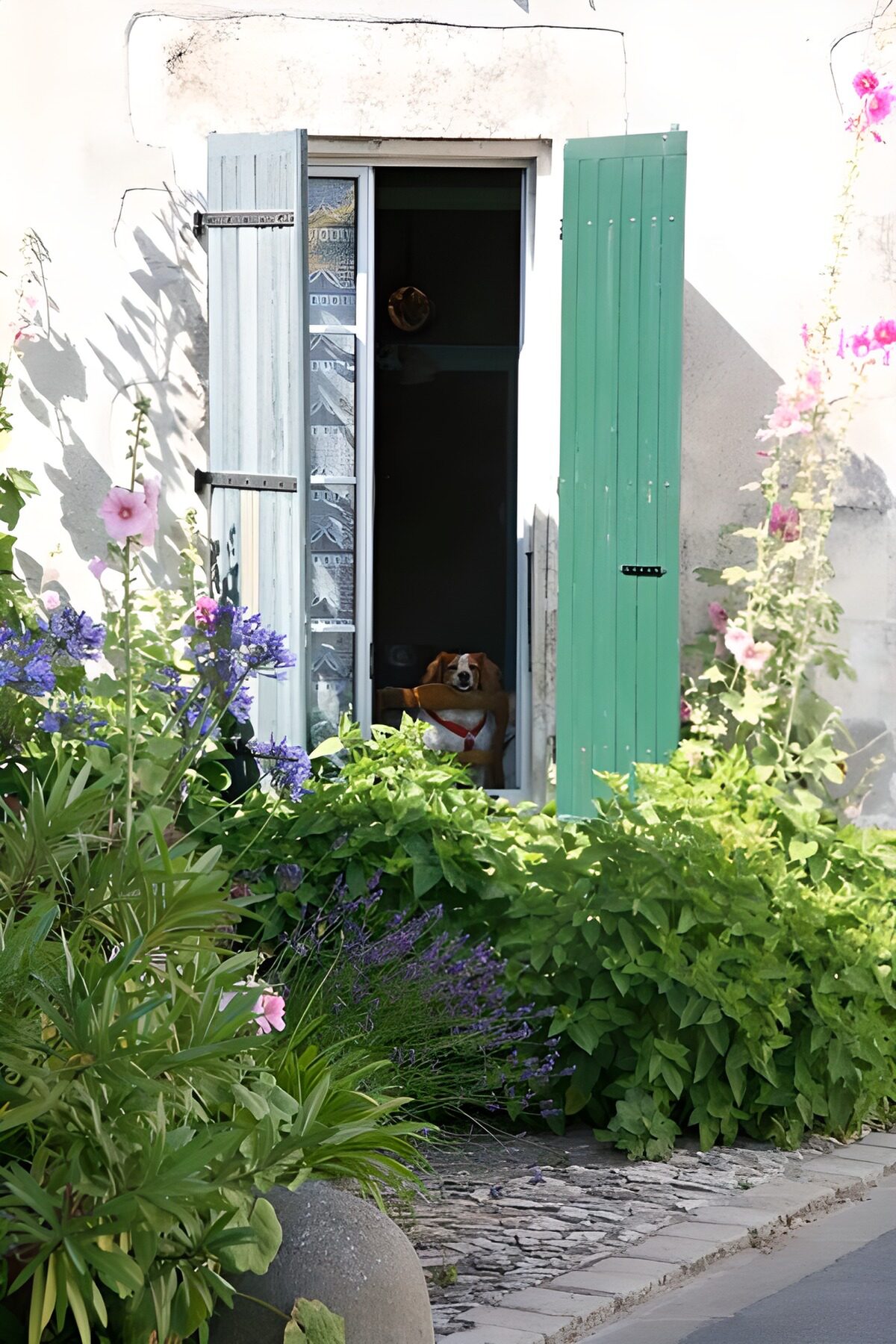 OCUK71072: Dog looking out of the window with shutters and flowers and plants