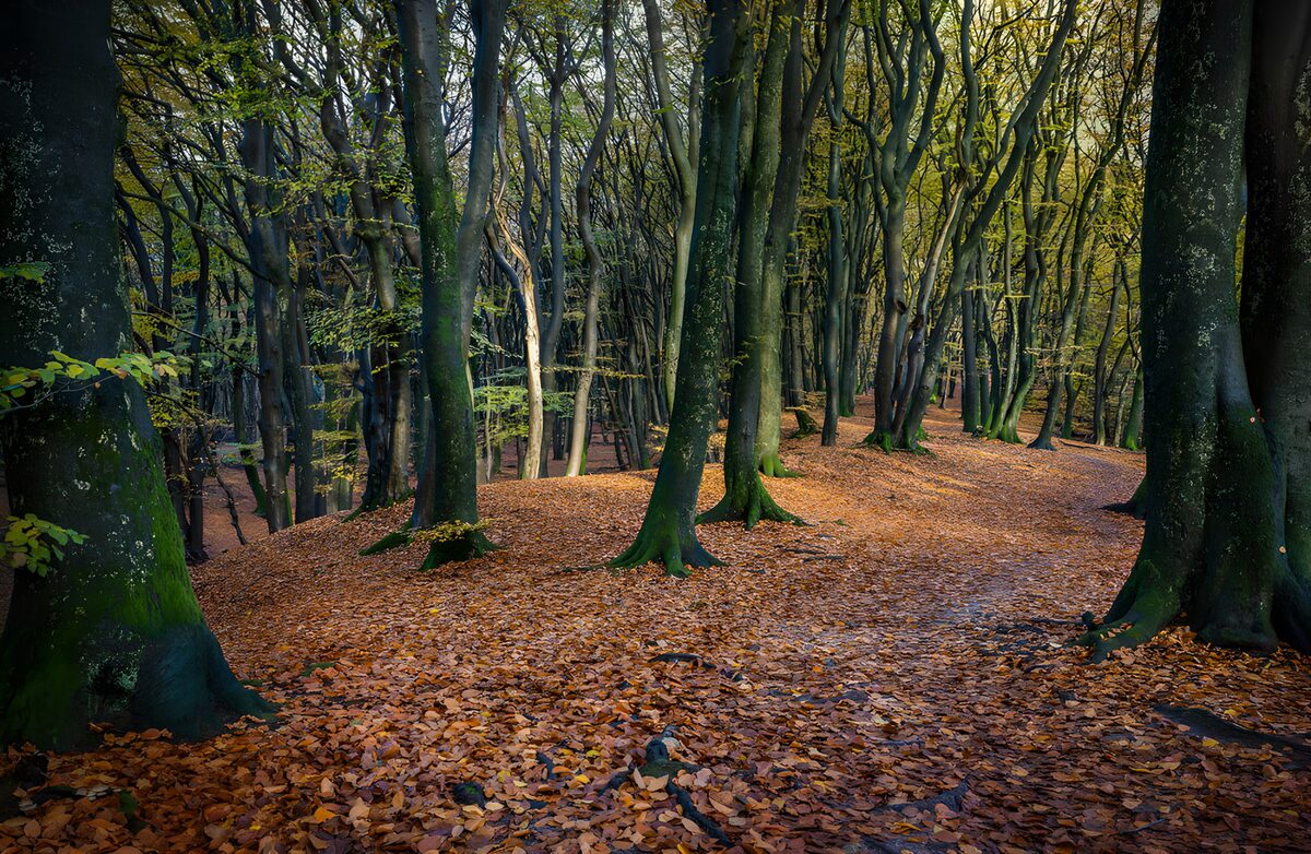 OCUK17844: Enchanted Autumn Woods