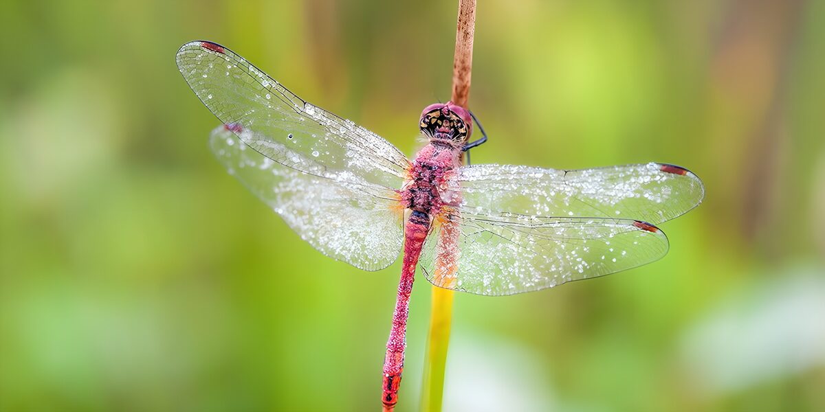 Dewy Dragonfly on a Sunny Morning