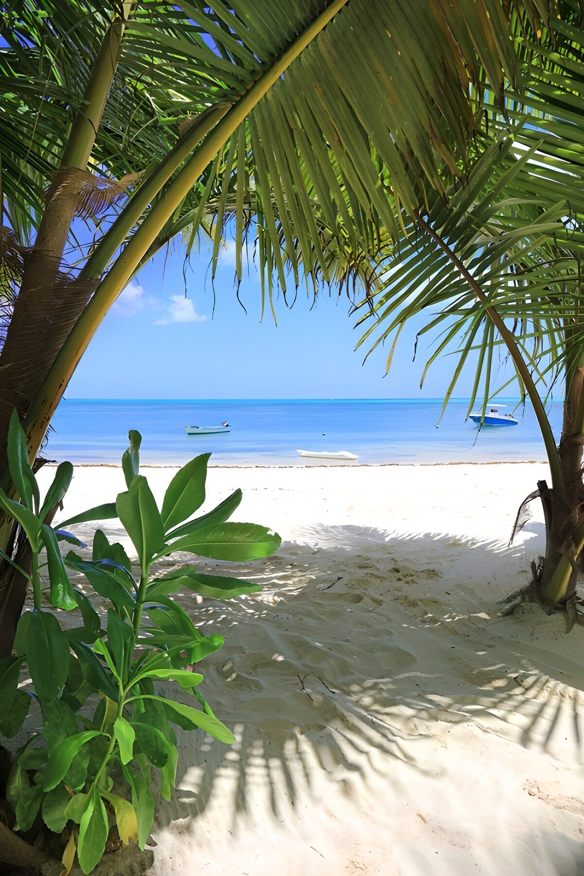 OCUK47458: Tropical Paradise View
