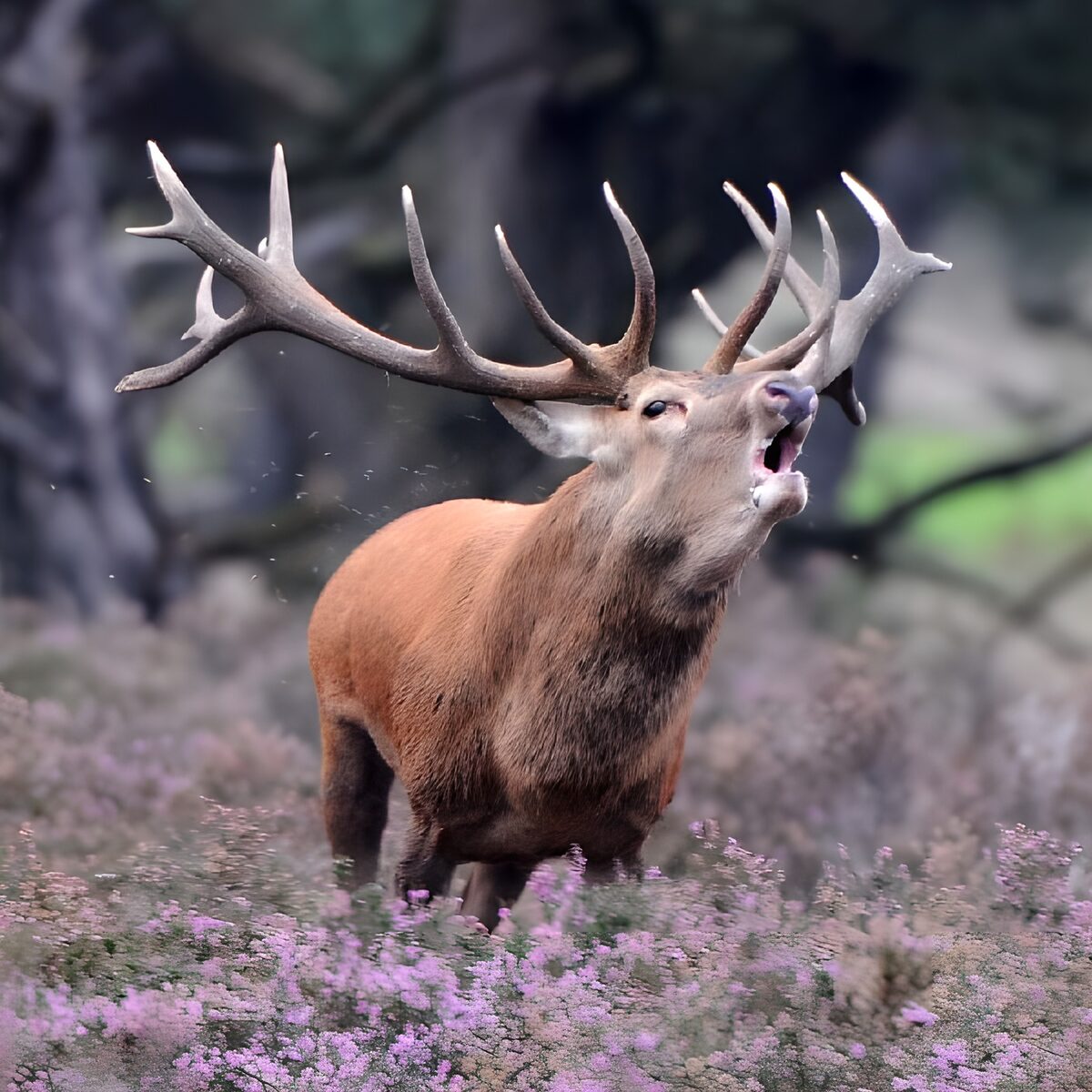 OCUK60591: Majestic Stag in Roar