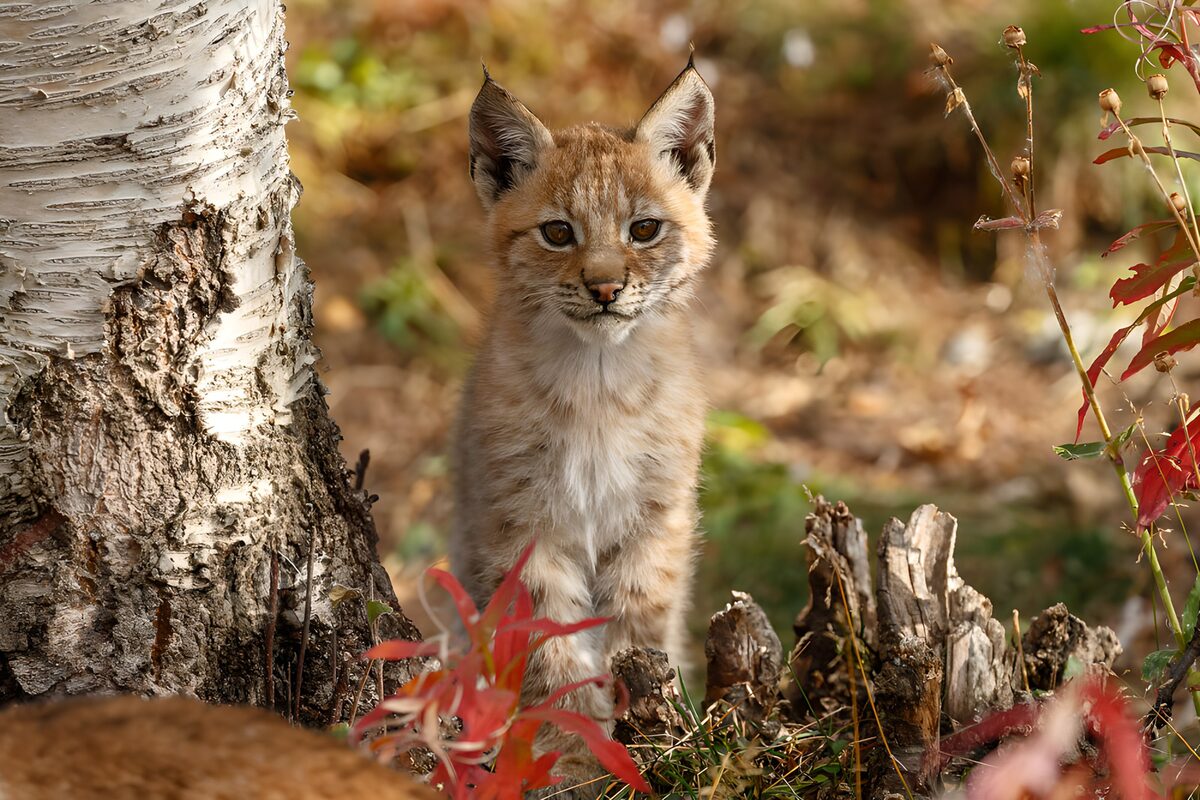 Curious Lynx Cub Among Autumn Leaves