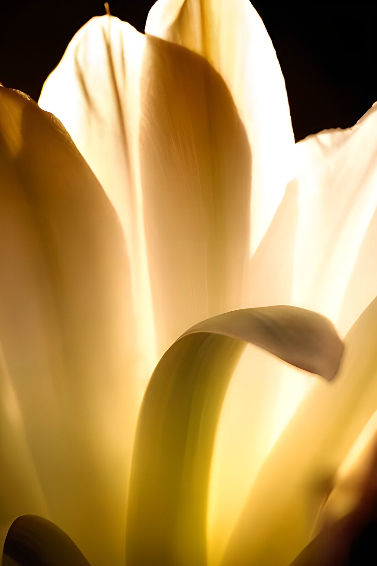 Flower photo 131
