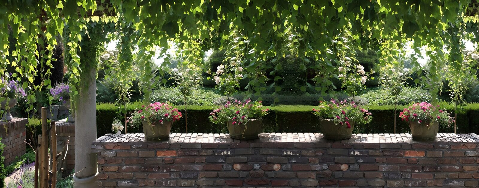 OCUK72231: Panoramic view of ivy and some flowerpots