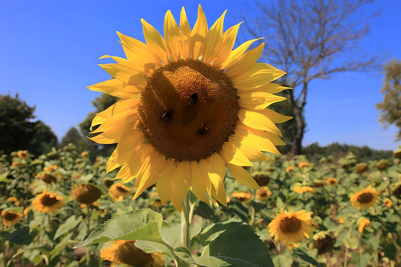 OCUK29506: Sunflower in Full Bloom with Bees