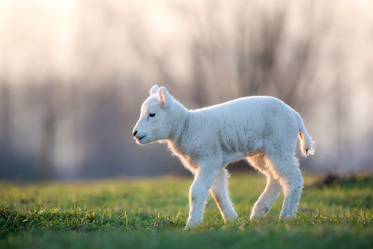 Playful Lamb in the Meadow
