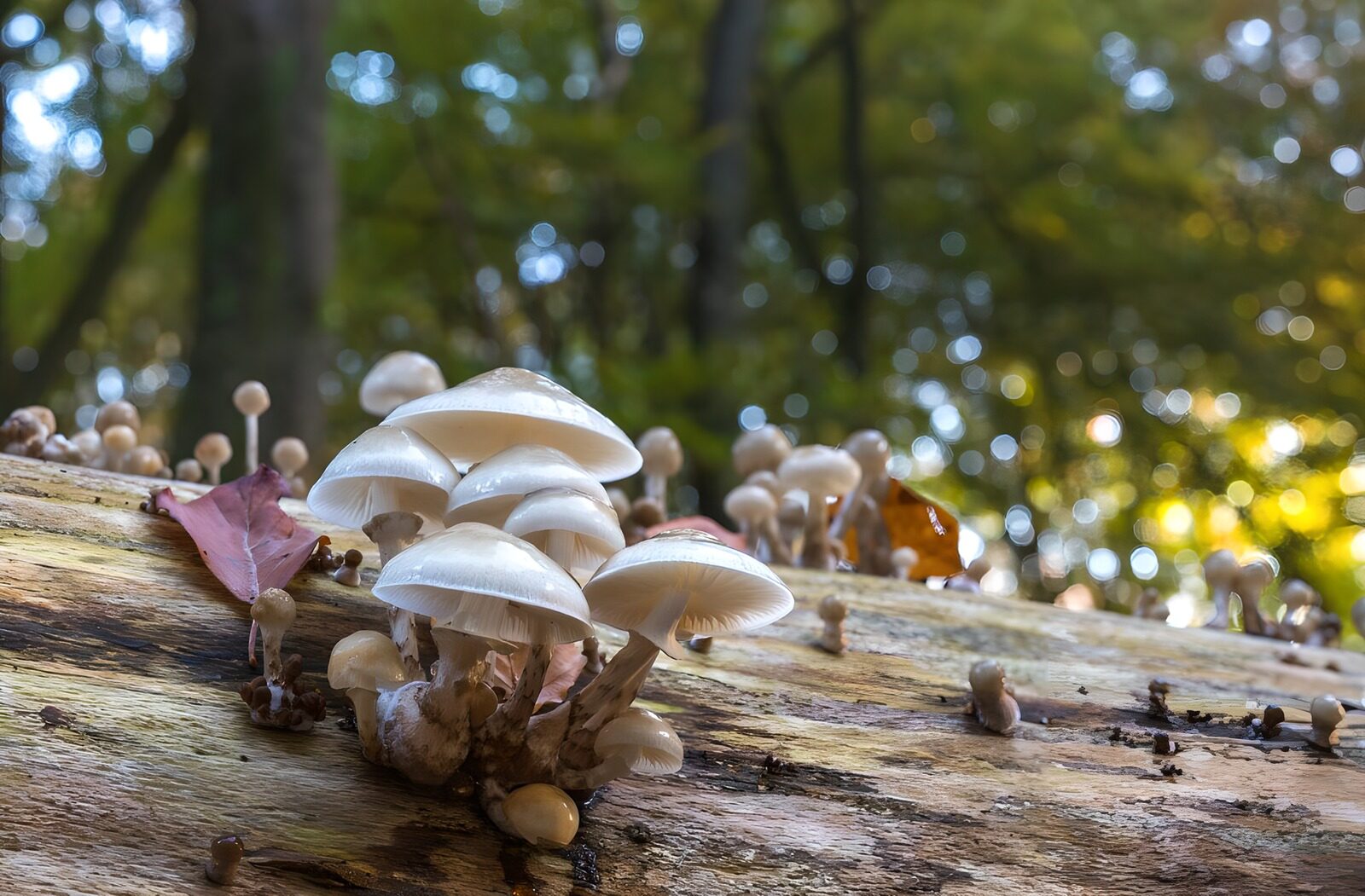 OCUK38923: Tree trunk overgrown with mushrooms