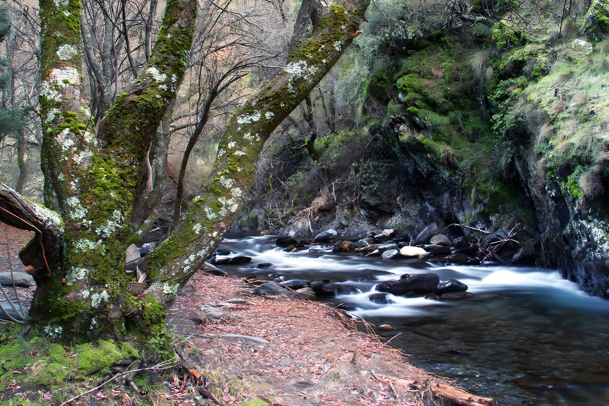 OCUK54281: Serene River Bank with Mossy Tree