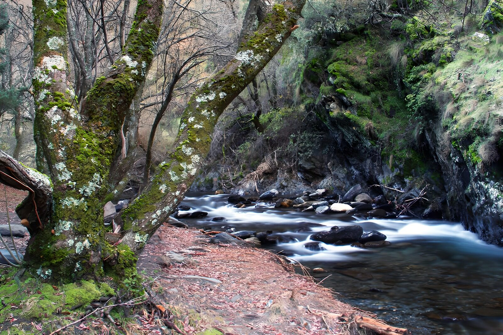 OCUK54281: Serene River Bank with Mossy Tree