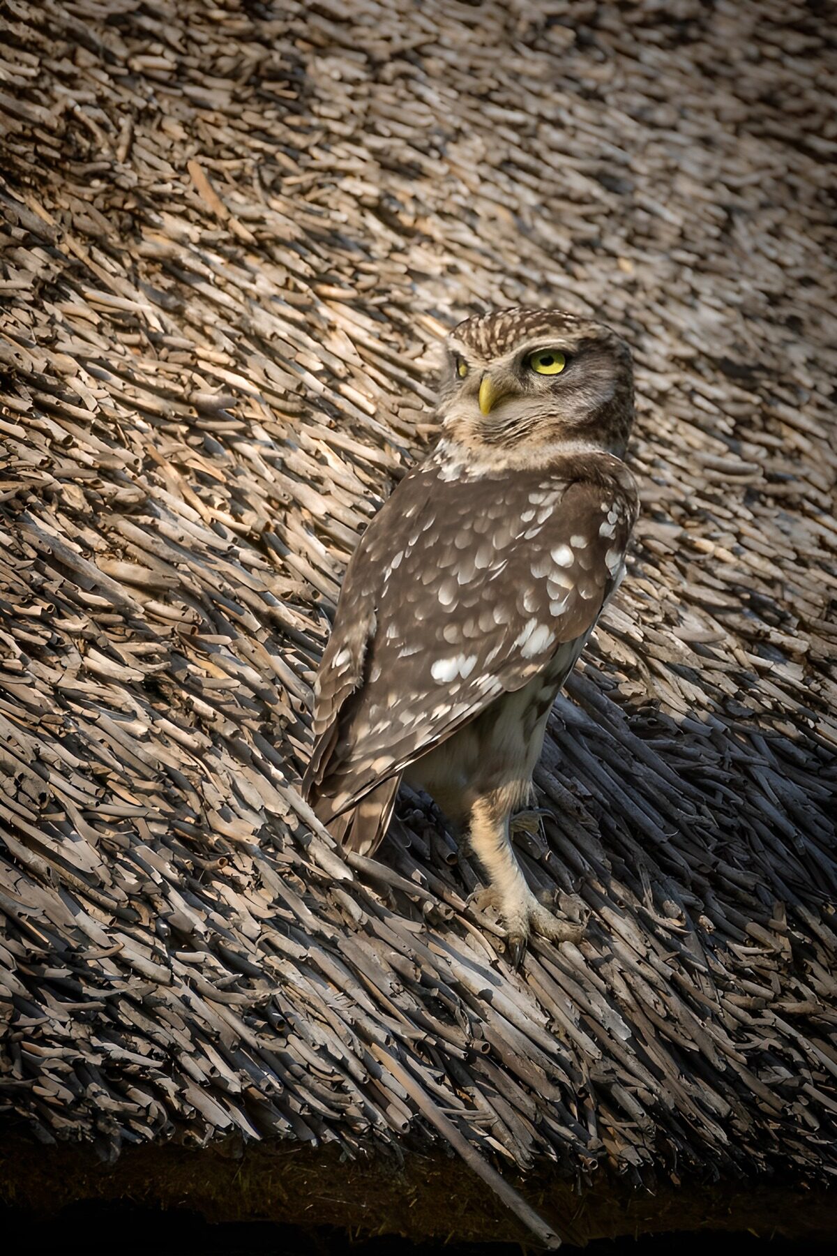 OCUK66479: Little Owl on a Thatched Roof