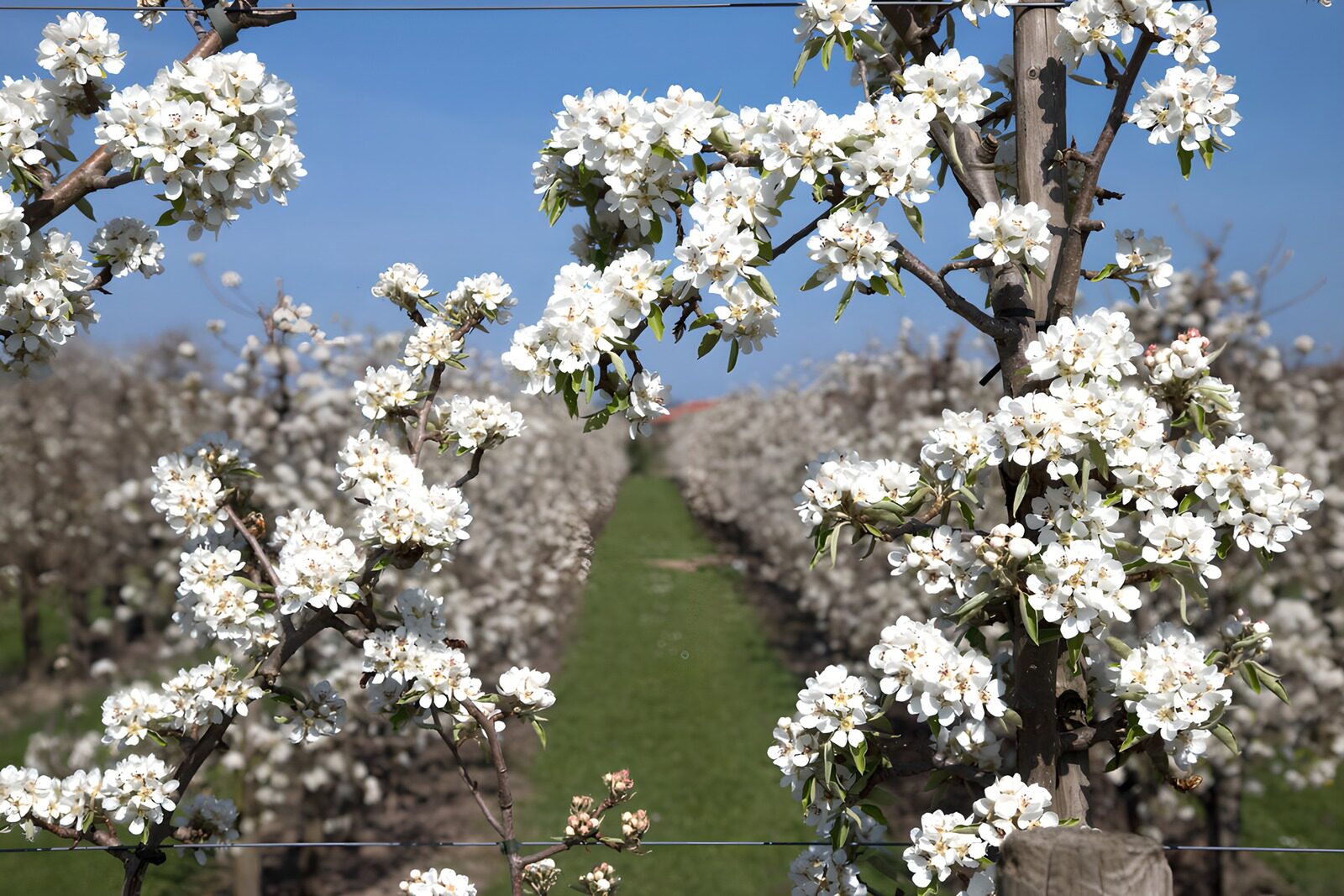 OCUK91282: Blossom-filled Orchard in Spring