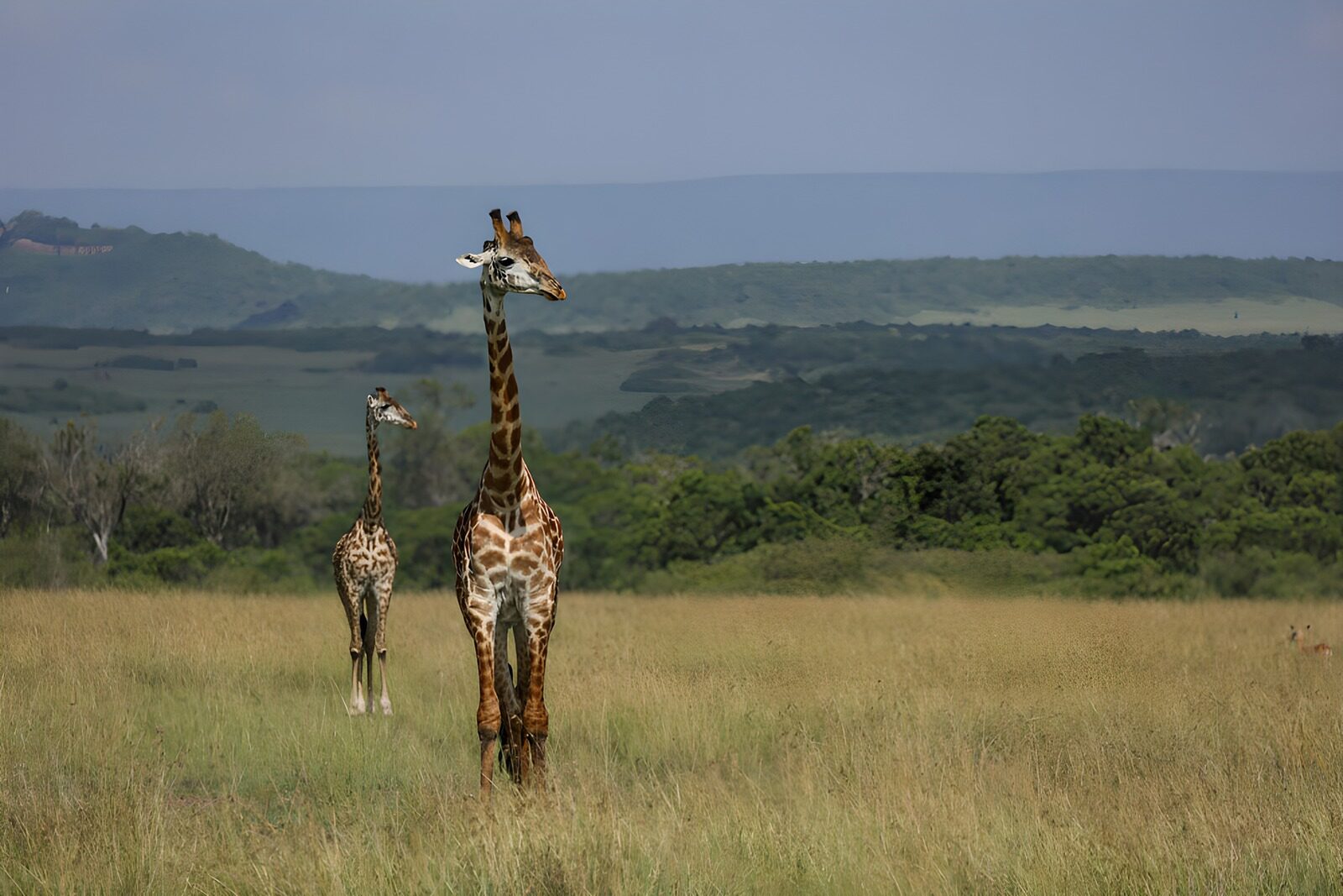 OCUK33638: Majestic Giraffes in the Wilderness