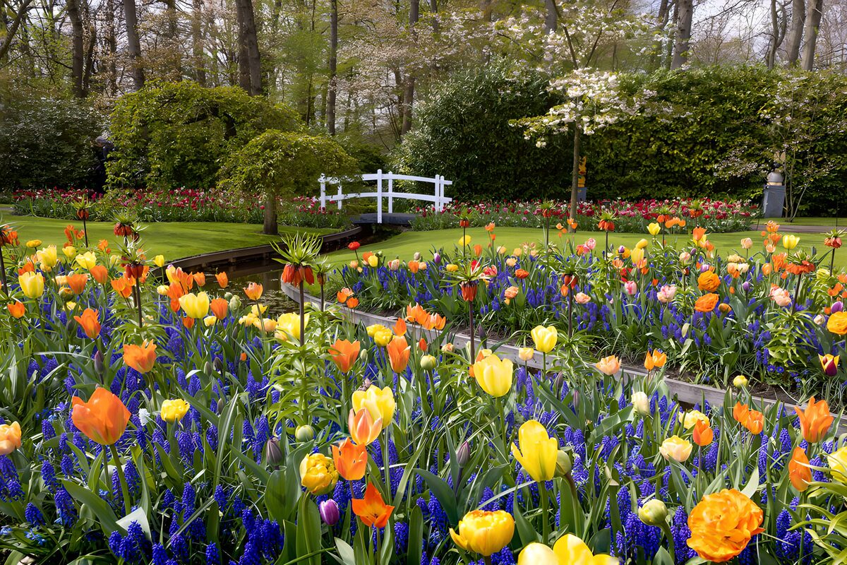 OCUK94002: Vibrant Spring Blossom Garden
