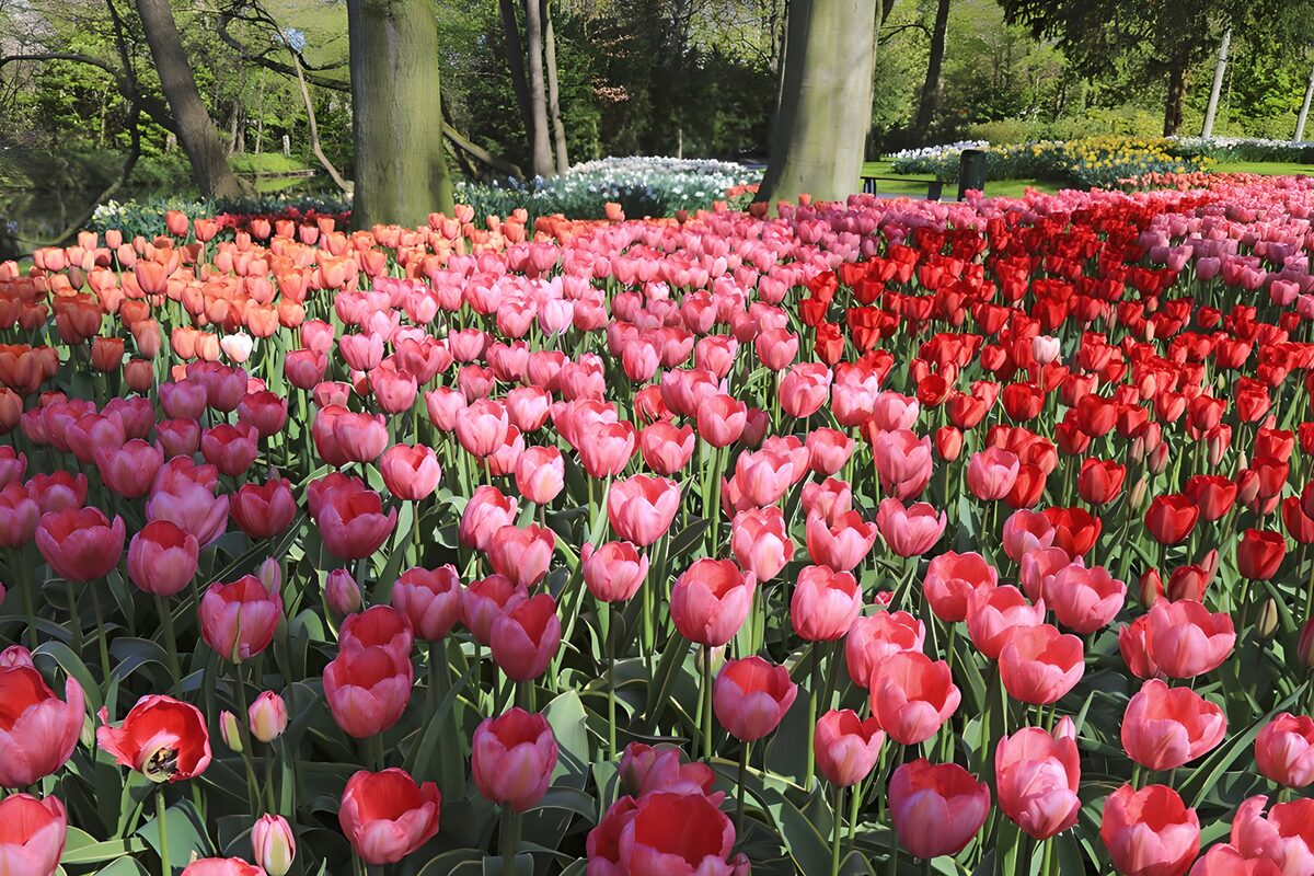 Fields of tulips in the "Keukenhof" 2