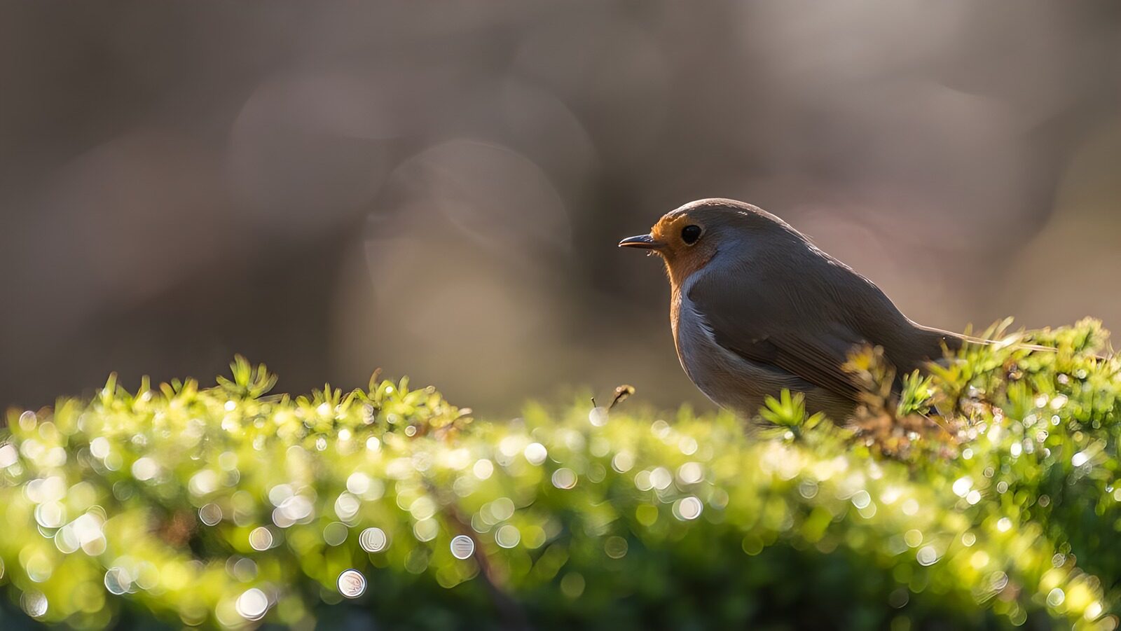 OCUK51085: Elegant Robin in Morning Light