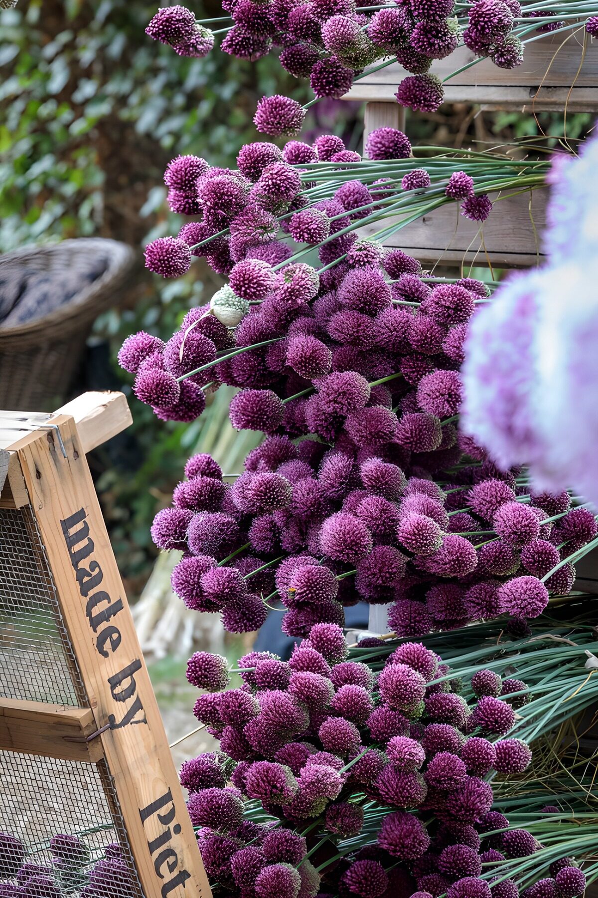 OCUK70200: Vibrant Purple Allium Blooms Display