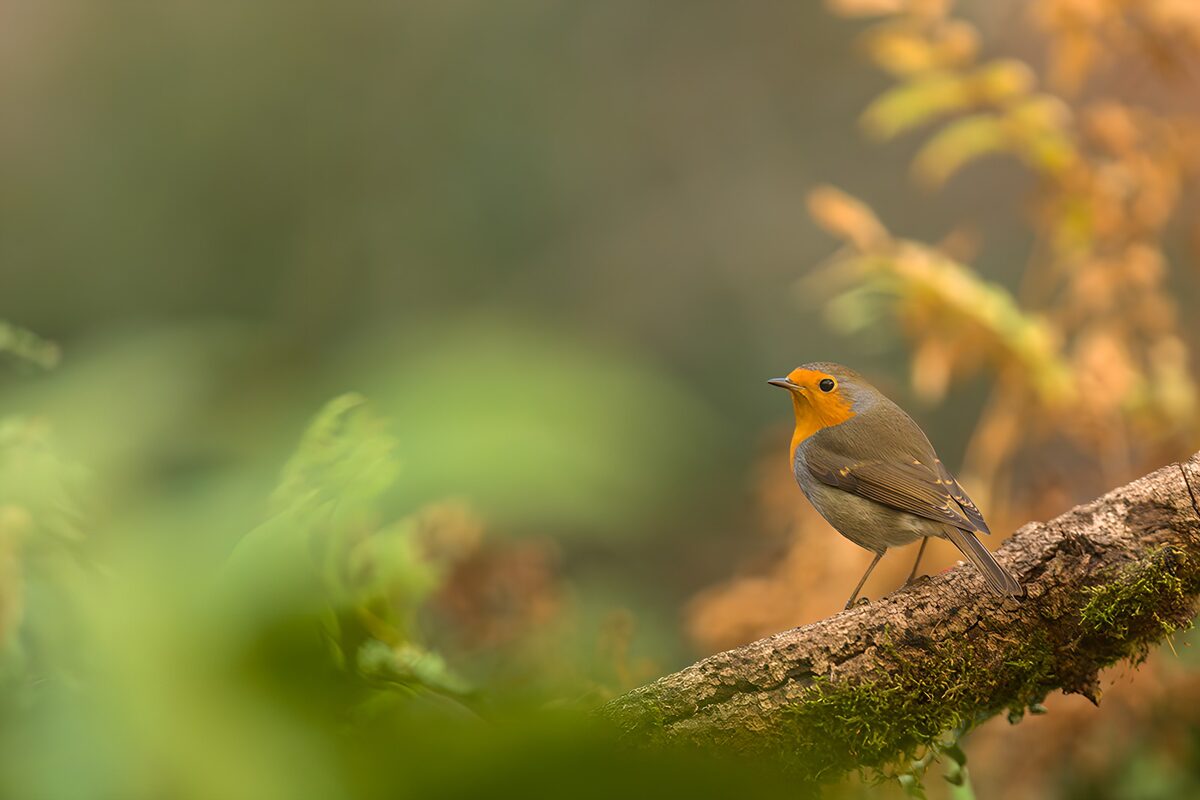 OCUK89644: Elegant Robin Amidst Ferns
