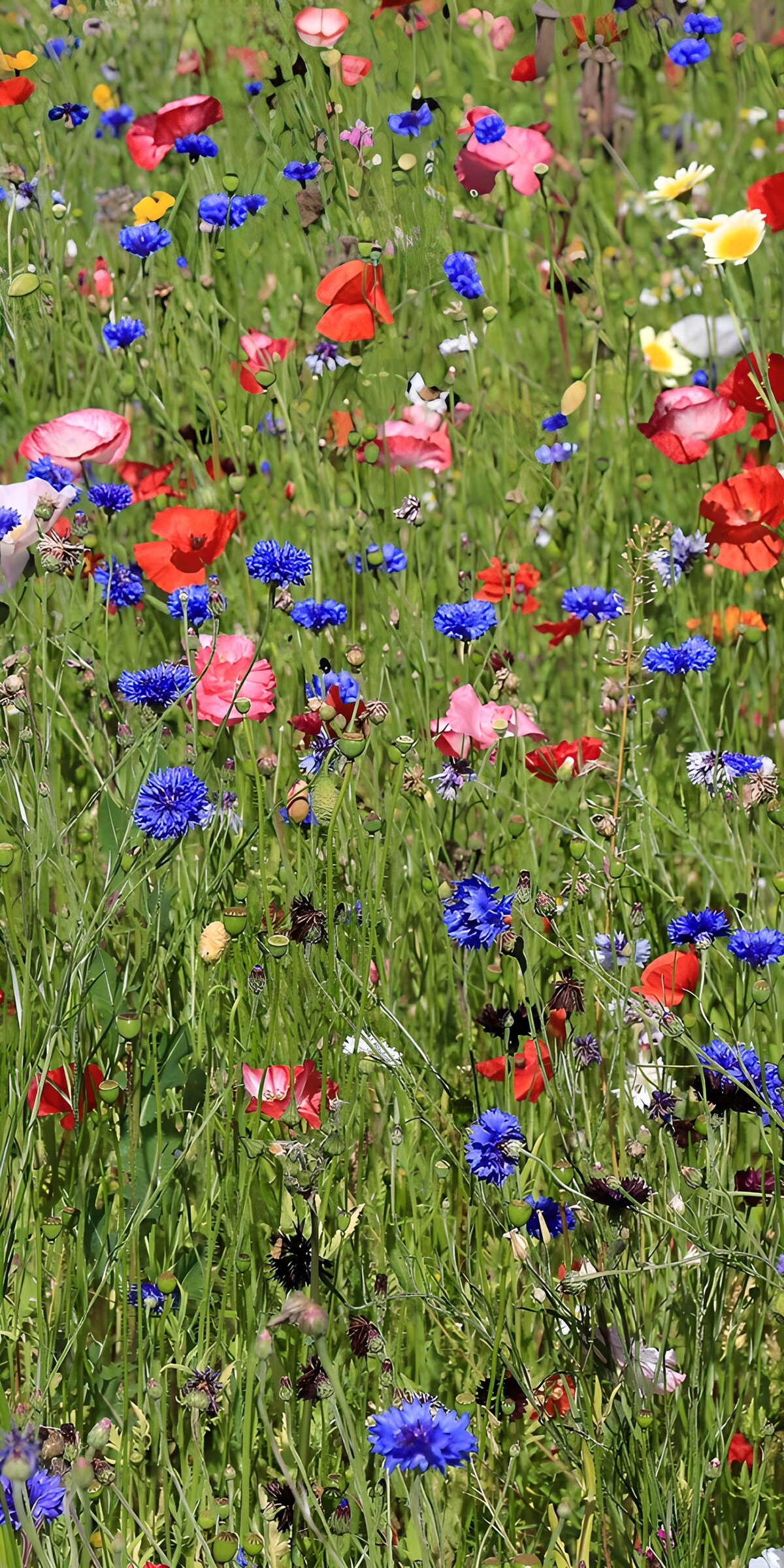 OCUK44035: Vibrant Wildflower Meadow