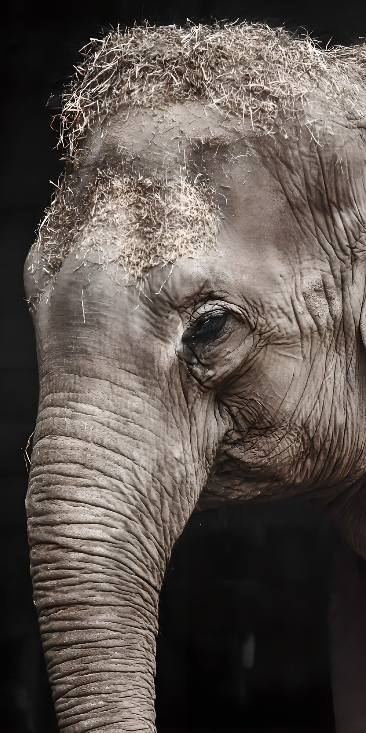 OCUK56571: Majestic Elephant with Hay