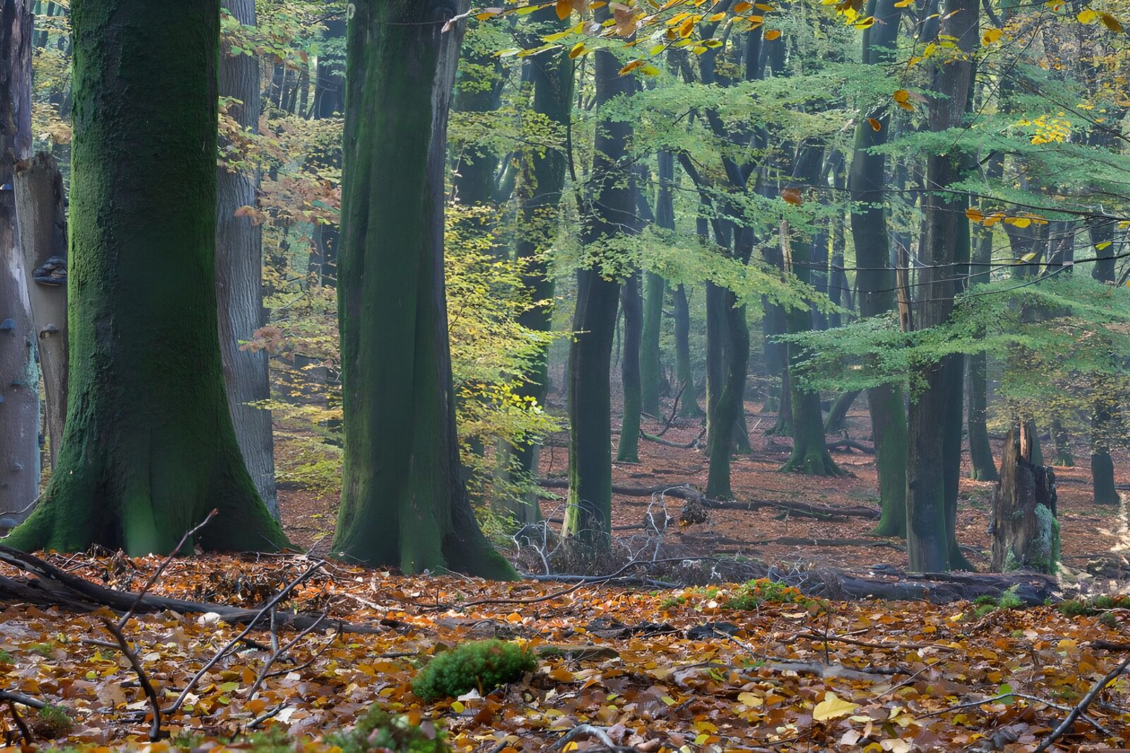 OCUK40134: Trompe-l'œil autumn in the "Speulder" forest 1