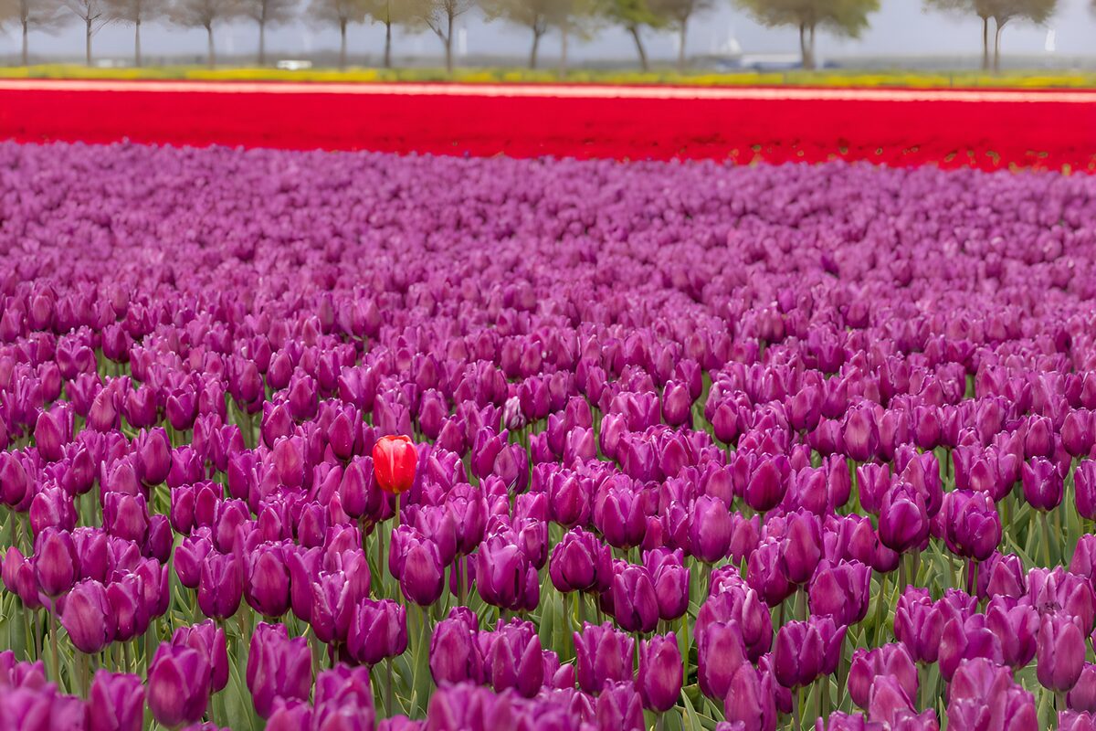 OCUK19246: Vibrant Tulip Fields in Bloom