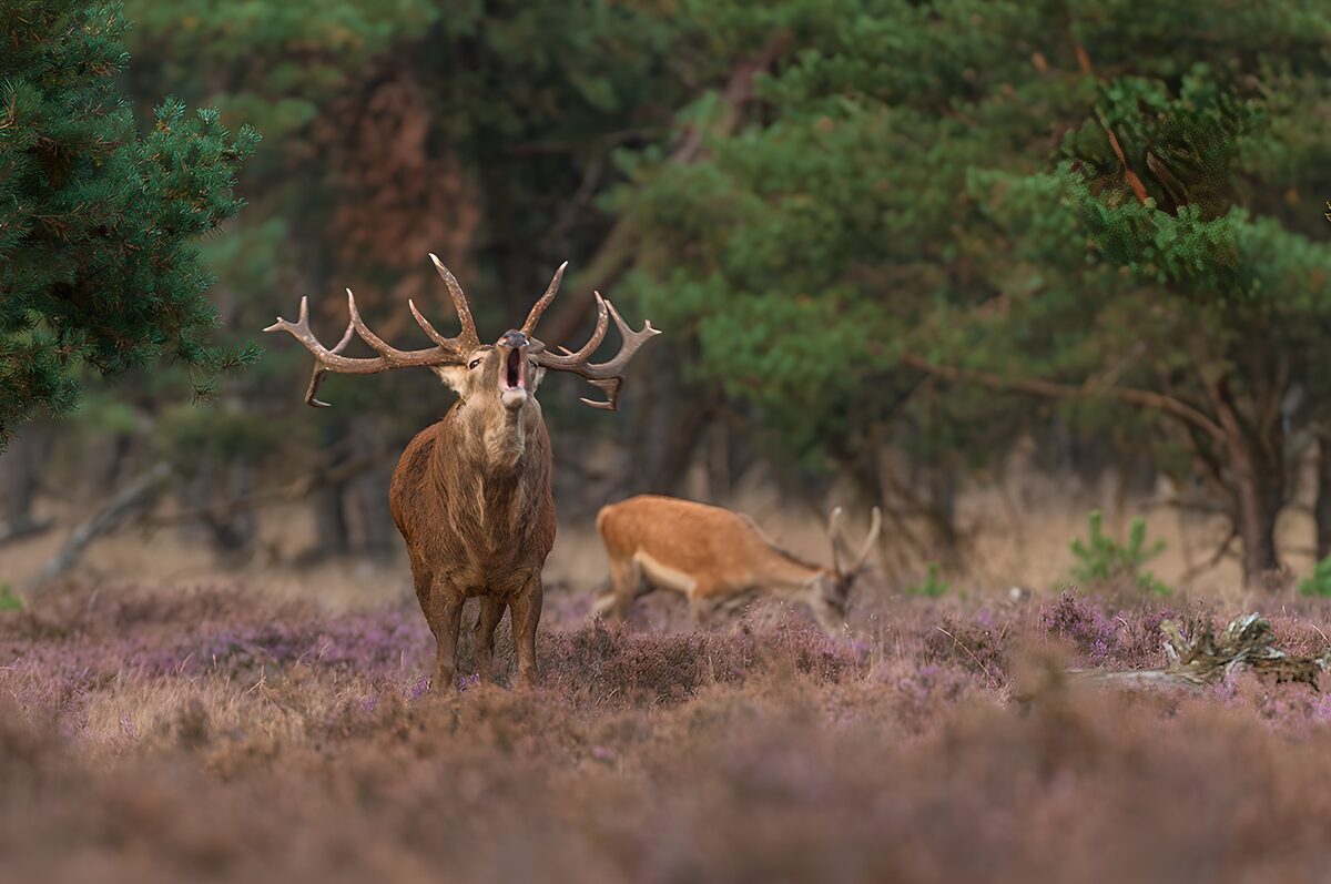 Majestic Stag in the Lavender Field