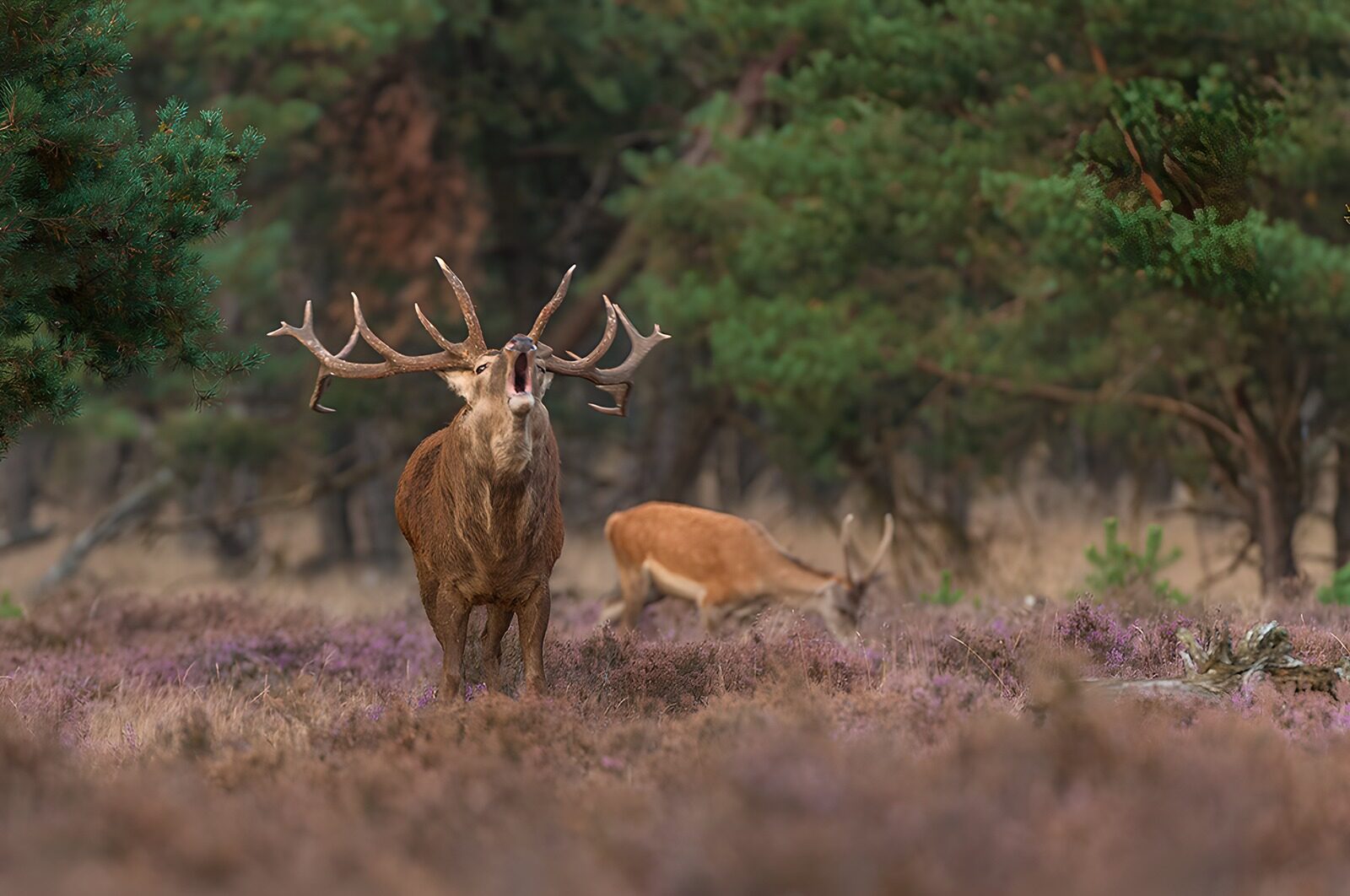 OCUK58103: Majestic Stag in the Lavender Field
