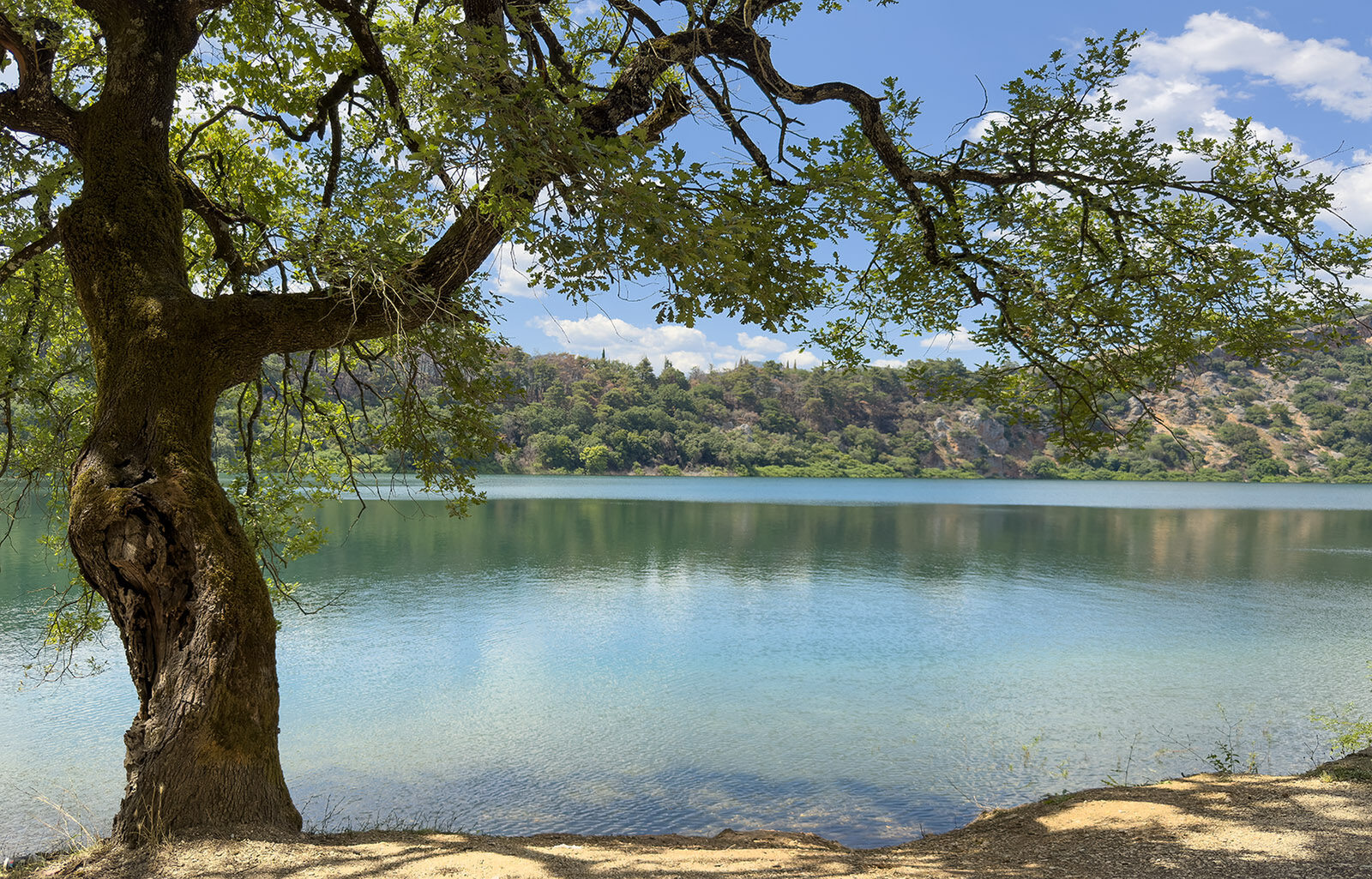 OCUK16527: Lakeside Tree Framing Scenic View