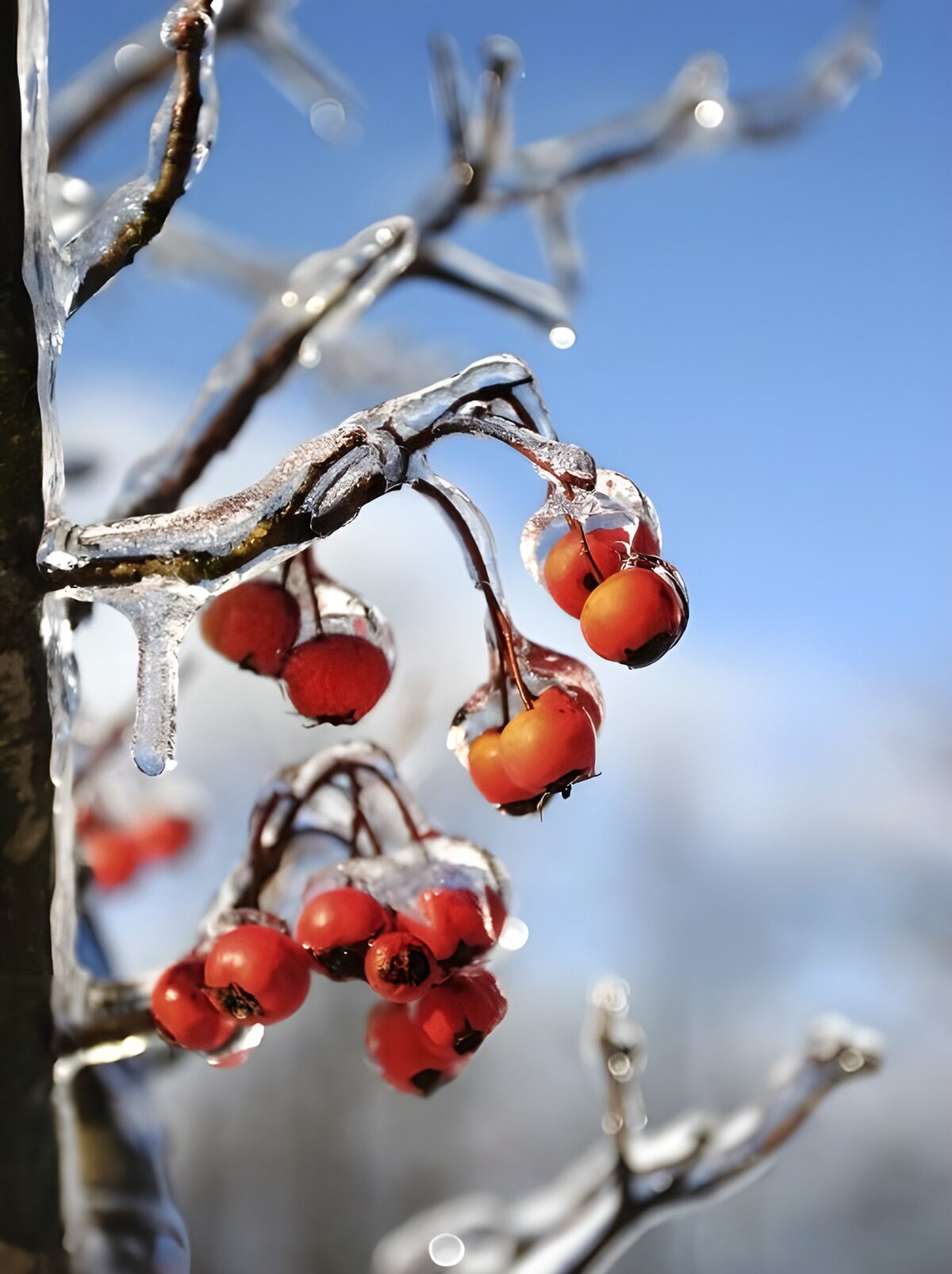 Glazed Berries in Winter Splendor