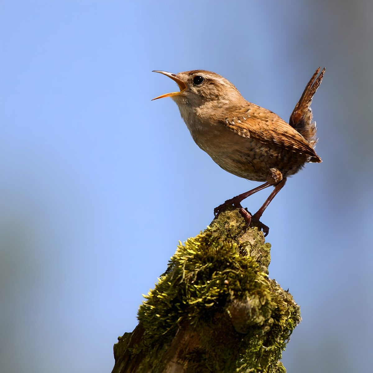 OCUK93339: Charming Wren Singing on a Branch