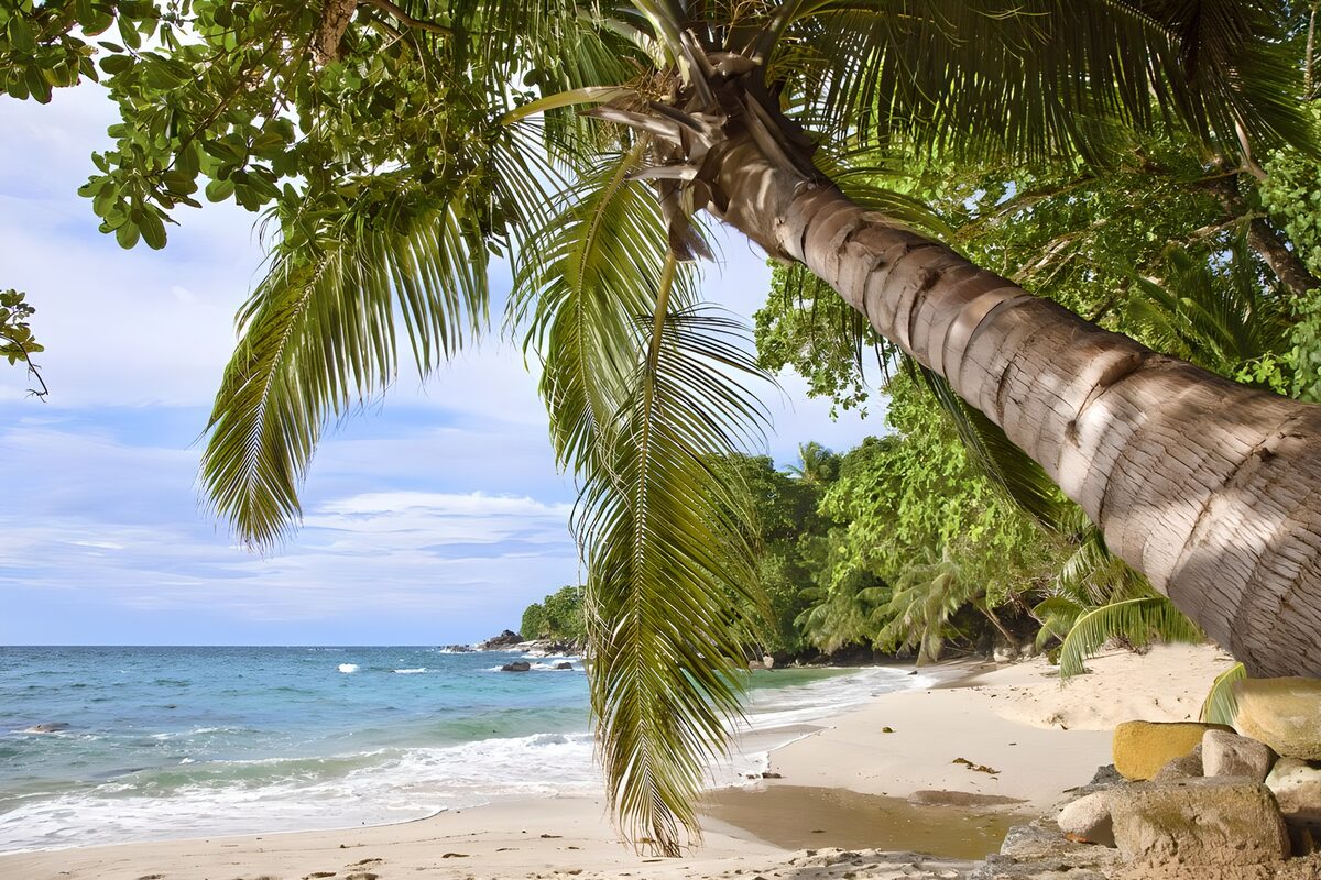 OCUK95149: Tropical Paradise by the Shore